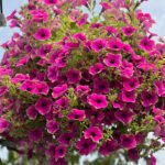 Petunia Picasso Pink