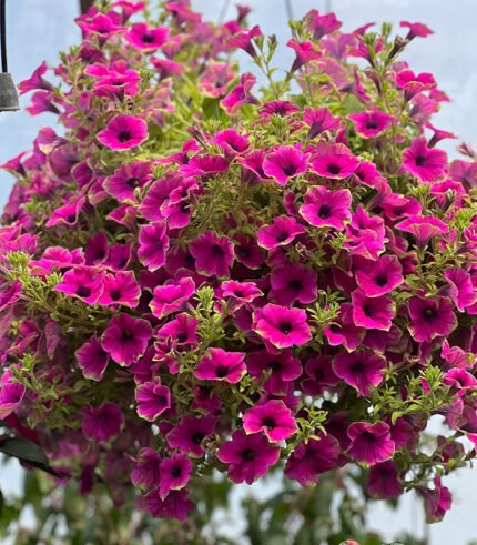 Petunia Picasso Pink