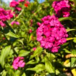 Phlox Pink