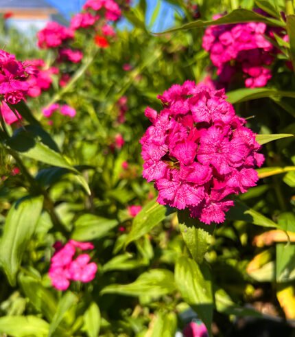 Phlox Pink