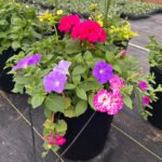 Planter Mix 1