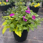 Planter Mix 3