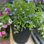 Planter Mix 4