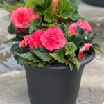 Planter Mix 5