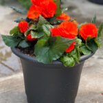 Planter Mix 6