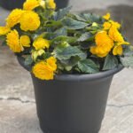 Planter Mix 7