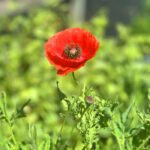 Poppy Oriental Red