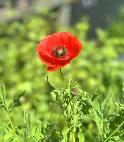 Poppy Oriental Red