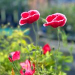 Poppy With White Trim