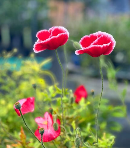 Poppy With White Trim