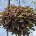 Potato Vine Ornamental Brown