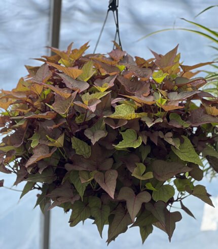 Potato Vine Ornamental Brown