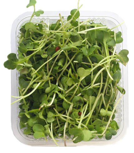 Radish Microgreens