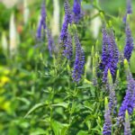 Speedwell Blue