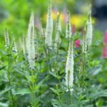 Speedwell Pink