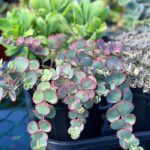 Stonecrop