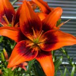 Tiger Lily